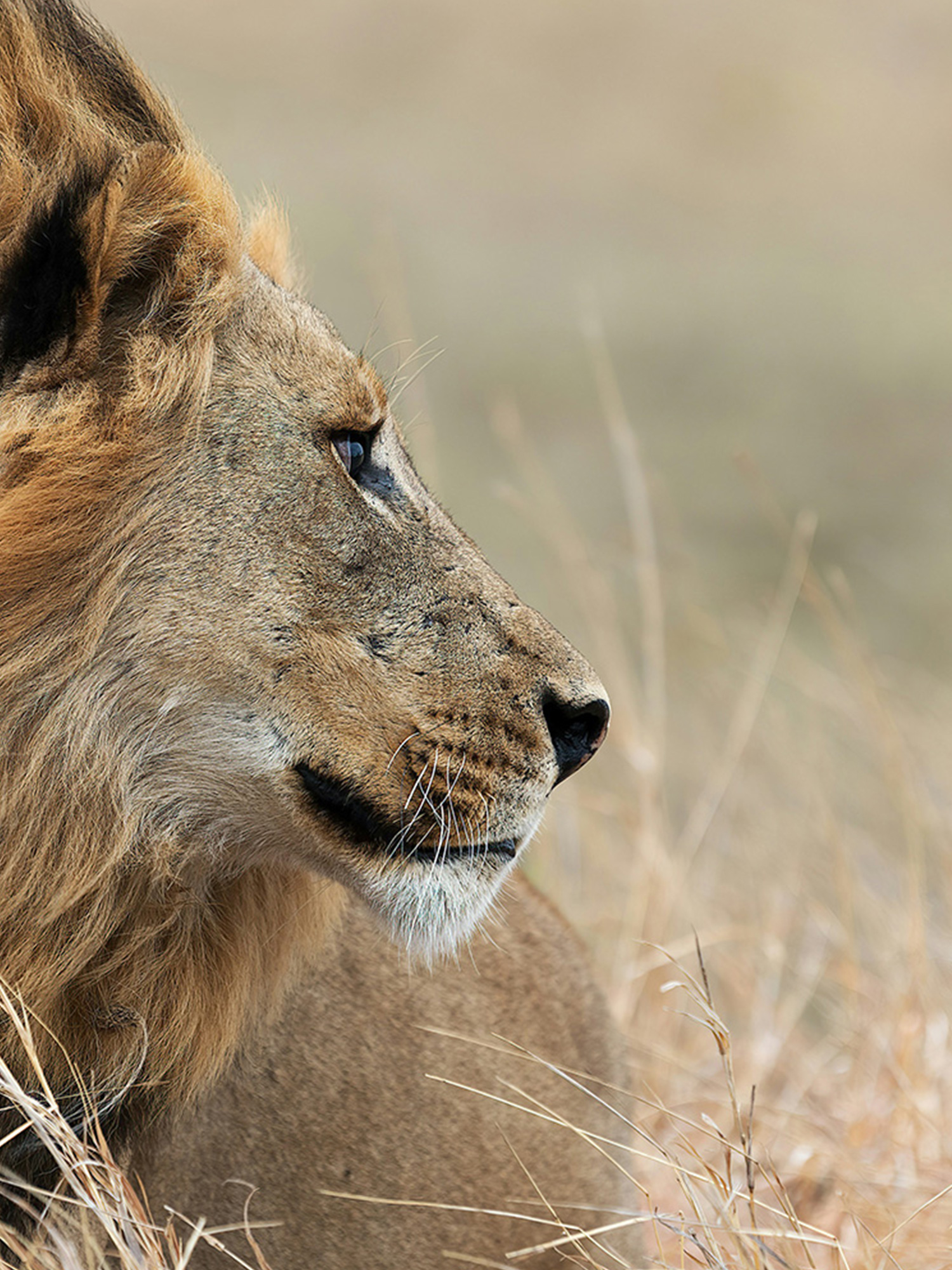 suri-travel-safari-1500