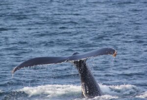 ballena-suri-travel