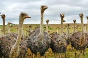 bird-sudafrica-suri