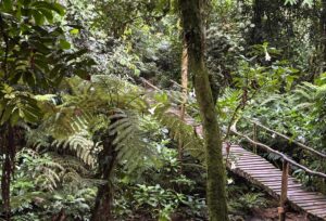 caminata-gorilas-uganda-suri