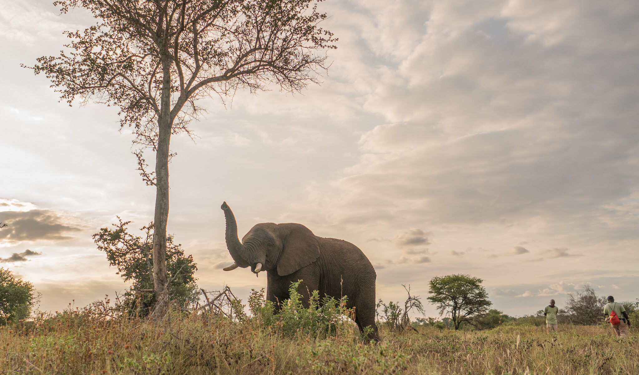 Viajes sostenibles en África: compromiso real con la conservación de elefantes