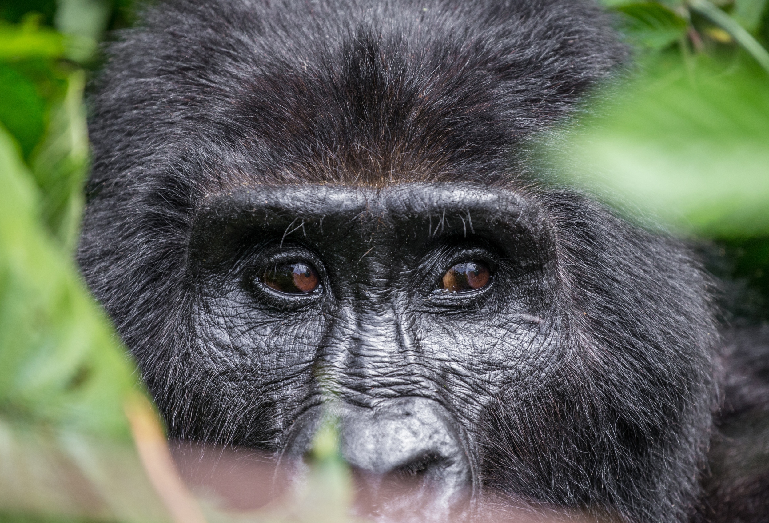 Uganda en primera persona: “El viaje que me llevó frente a los gorilas de montaña”